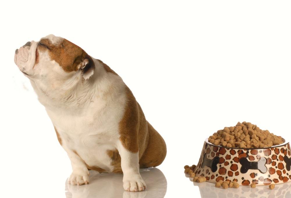 how to get your dog to eat dog food again