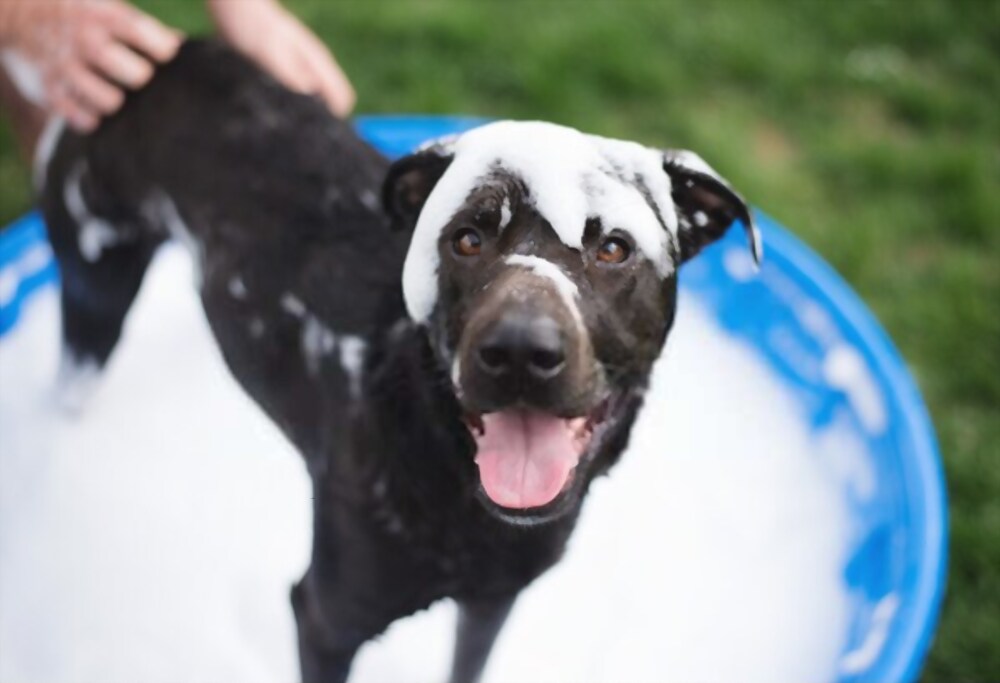 is it okay to wash dogs with human shampoo