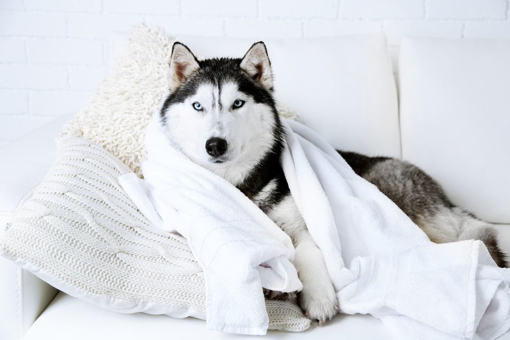 Best Shampoo For Husky Dogs A Top 5 List Nationwidedog Best Shampoo For Husky Dogs A Top 5